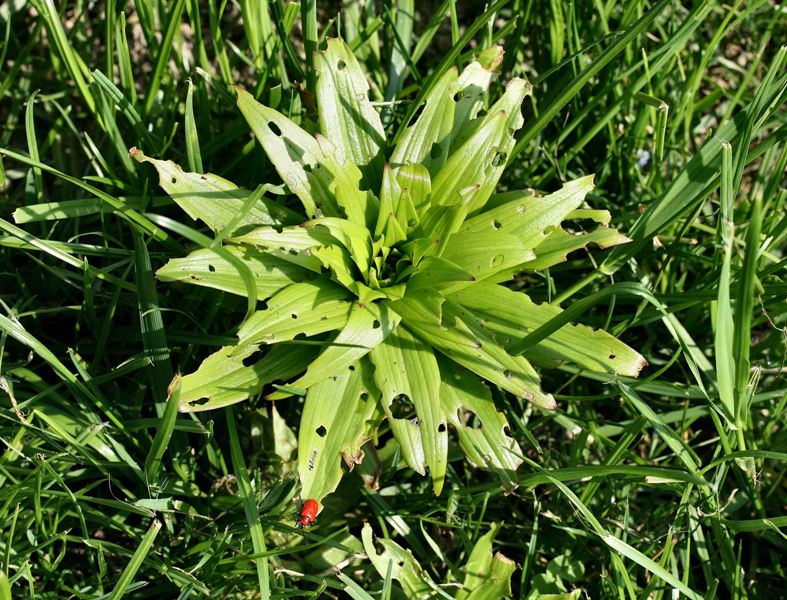 Schermaglie amorose: Lilioceris lilii